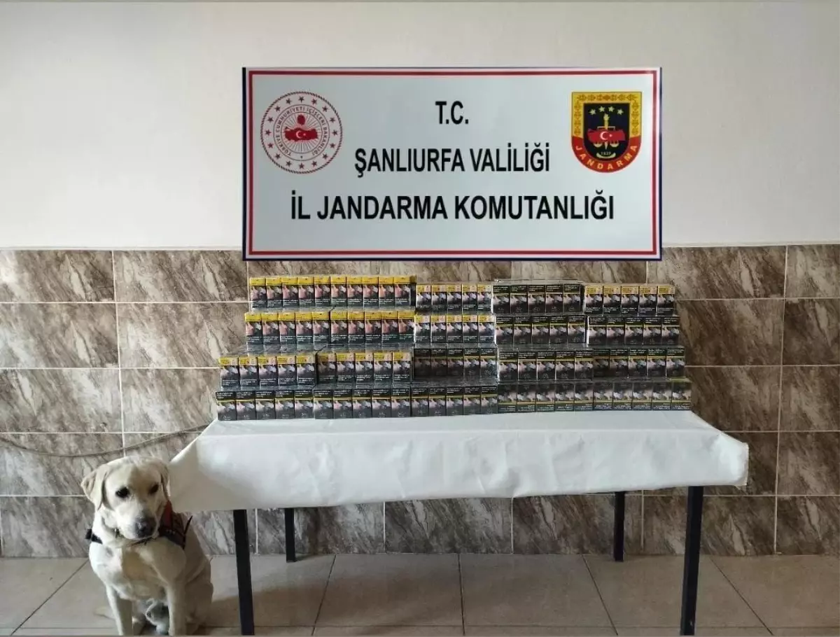 Şanlıurfa'da Jandarma Sigara Kaçakçılığı Operasyonu