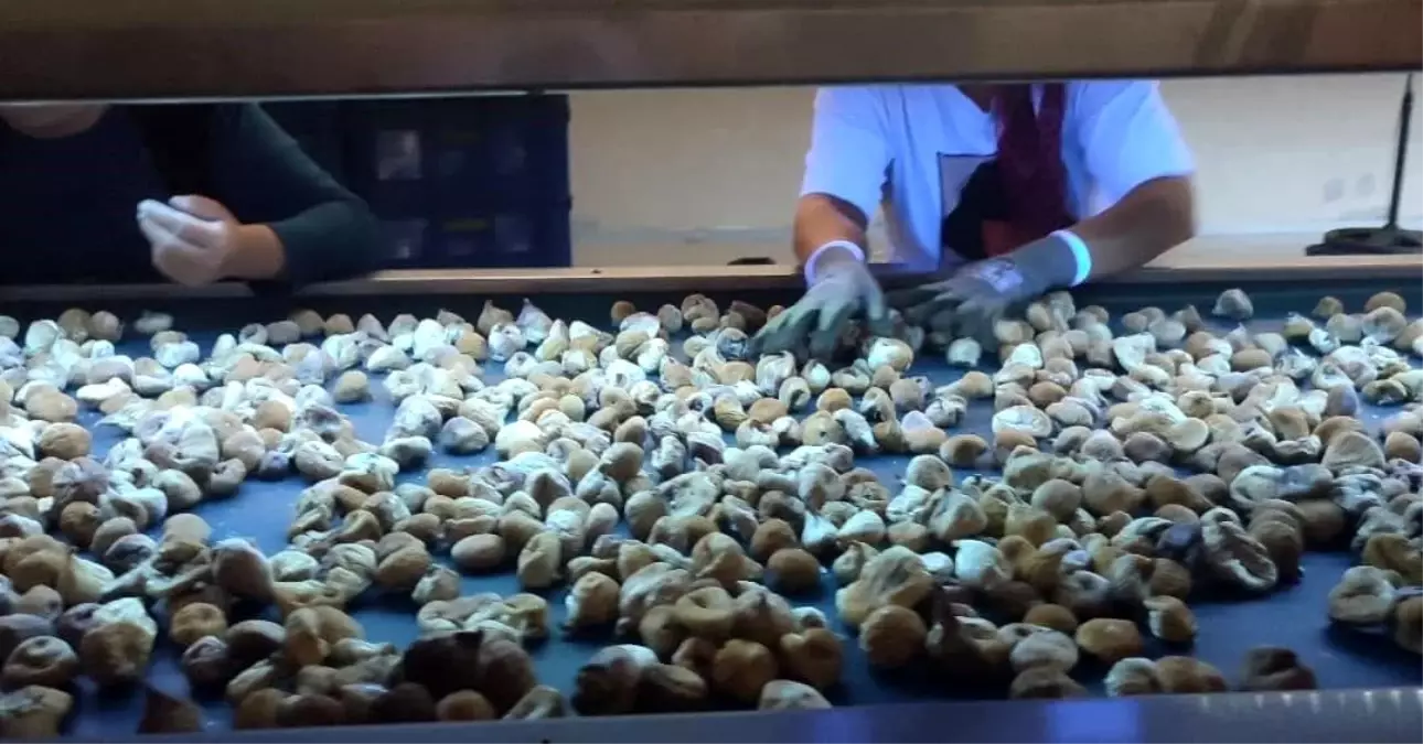 Aydın İnciri'nin Kalitesi İçin Denetimler Sürüyor