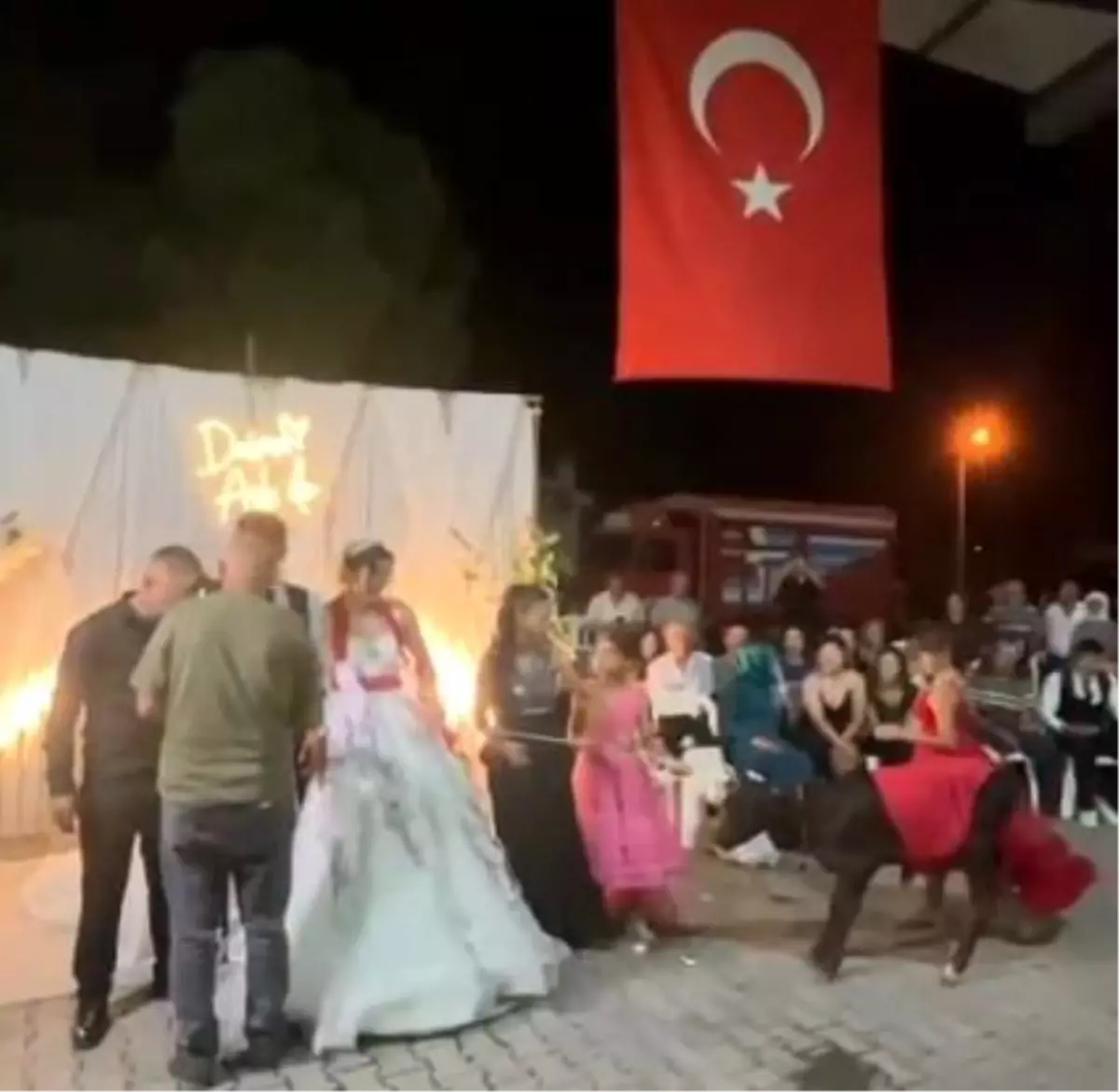 Düğünde Sıra Dışı Hediye: Damat Buzağı Sahibi Oldu