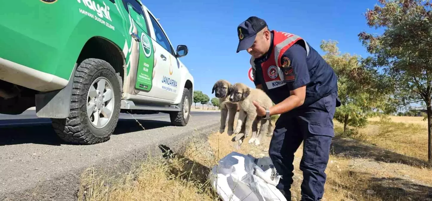 Jandarma Ekipleri, Yol Kenarındaki Yavru Köpekleri Kurtardı