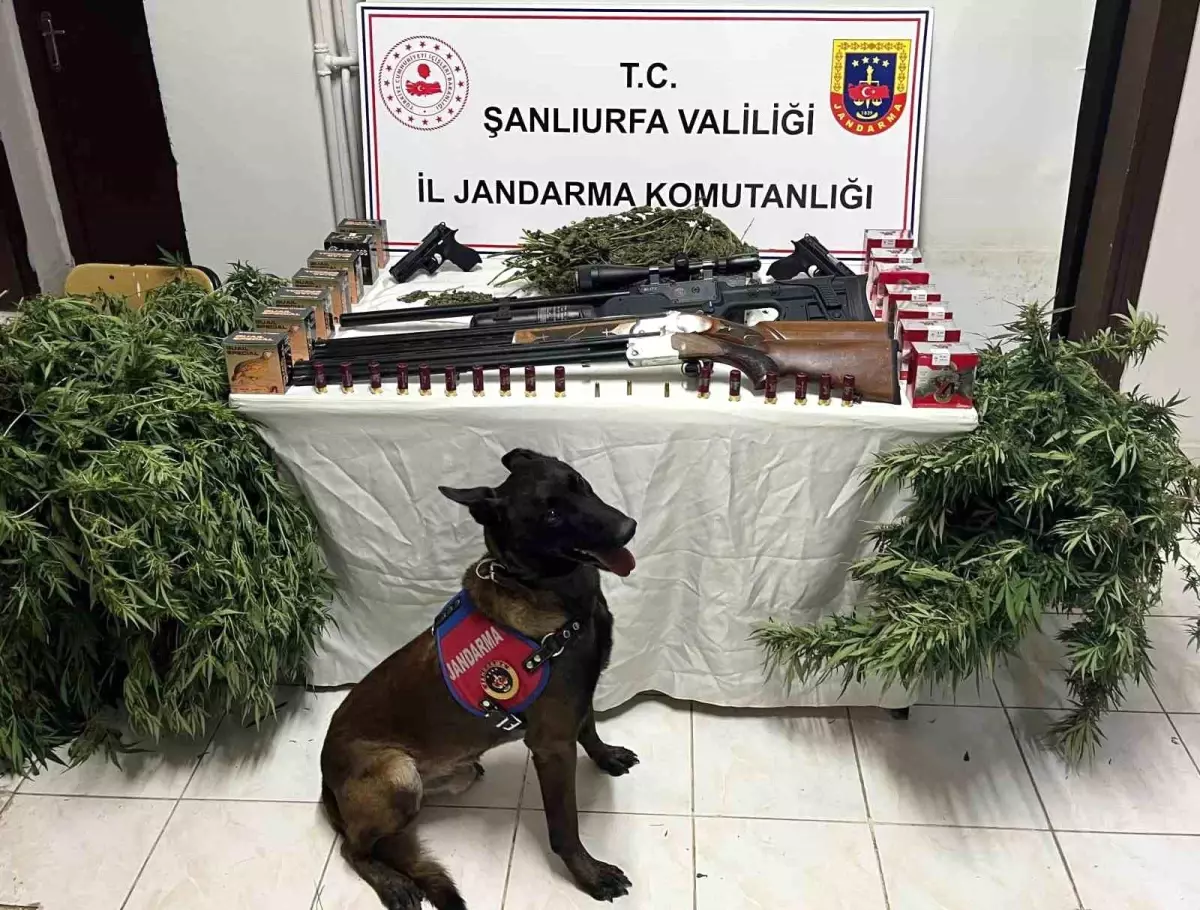 Şanlıurfa'da Uyuşturucu Operasyonu: 3 Gözaltı