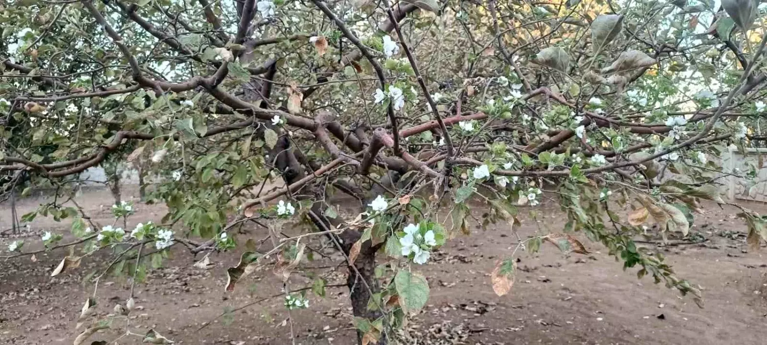 Eylül ayında çiçek açan ağaç görenleri şaşırttı