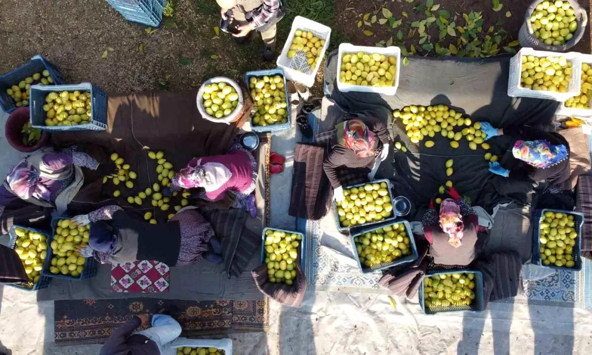 Tarım Ürünleri Üretici Fiyat Endeksi Yıllık %41,55 Artış Gösterdi