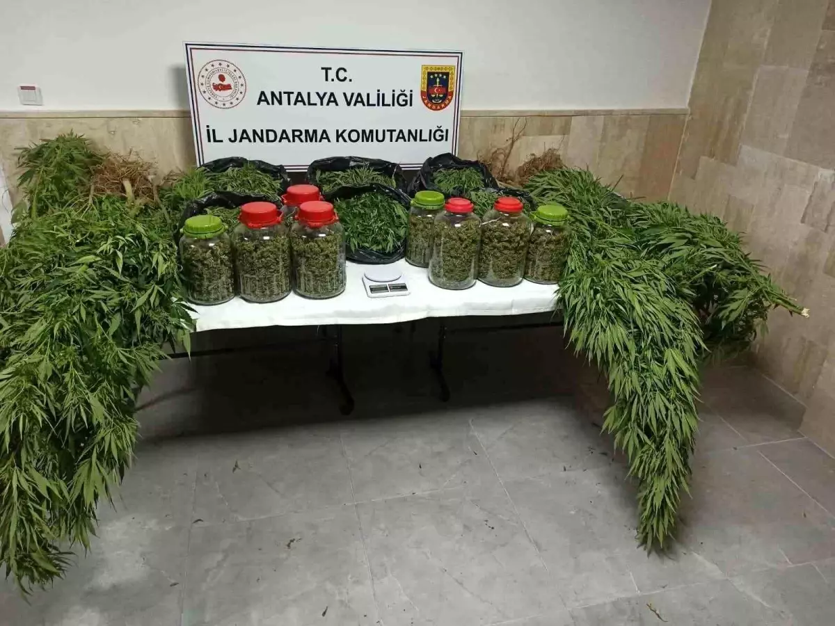 Antalya'da Uyuşturucu Operasyonu: 43 Kilogram Skunk Ele Geçirildi