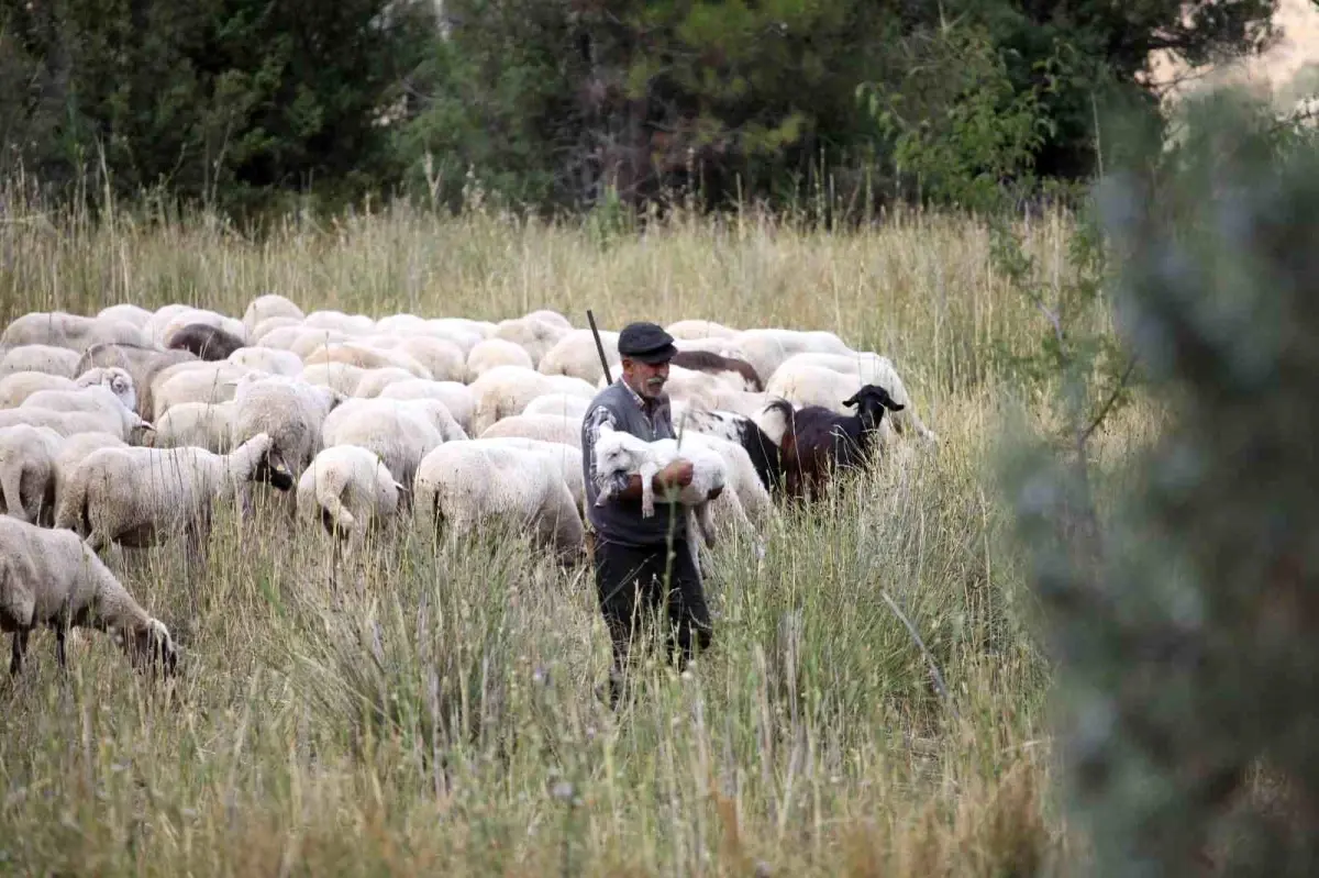 Burdur'da 50 Yıldır Çobanlık Yapan Yusuf Akça, Mesleğini Sürdürmek İstiyor