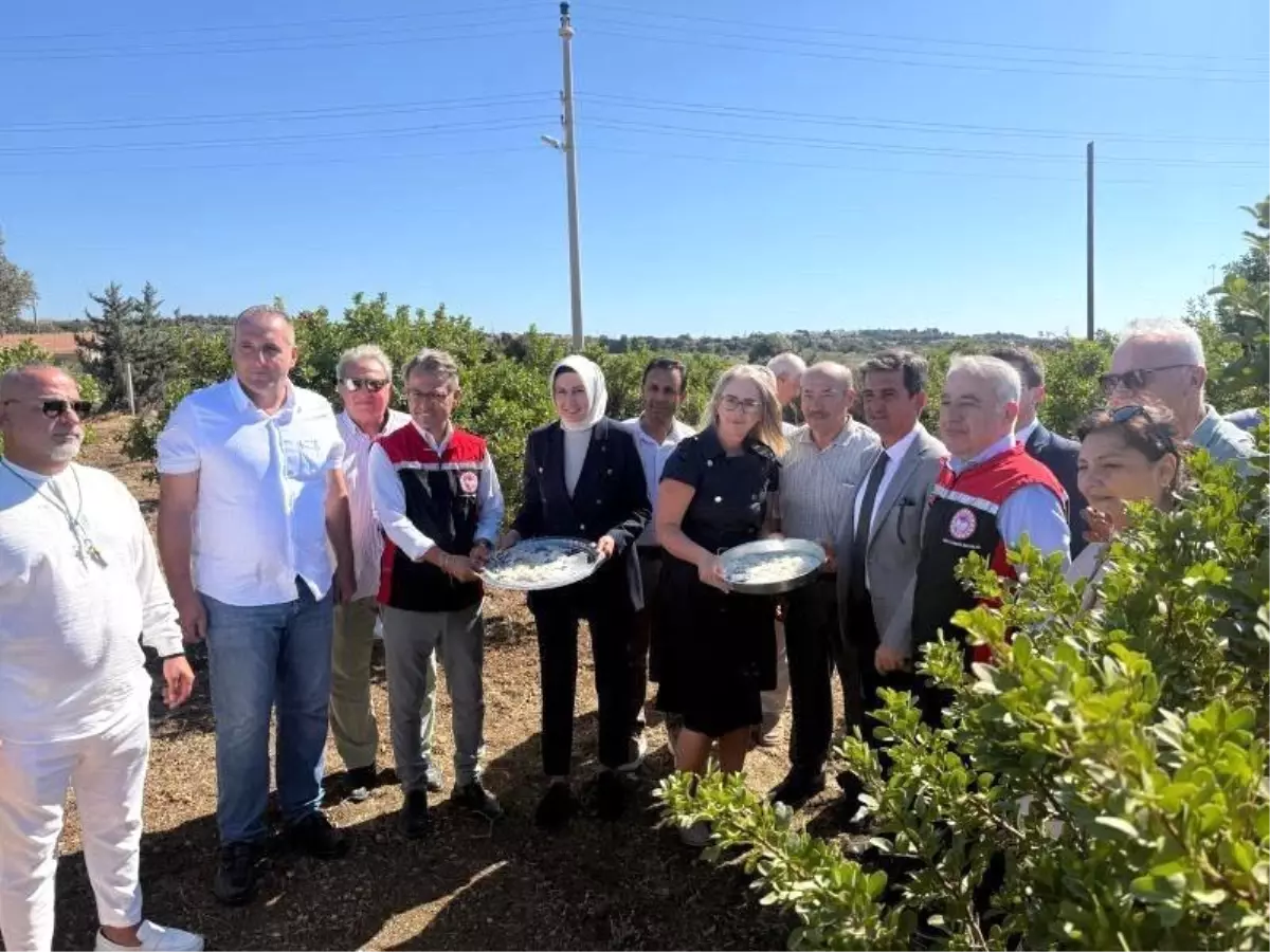 Çeşme'de Damla Sakızı ve Zeytin Hasadı Sezonu Başladı