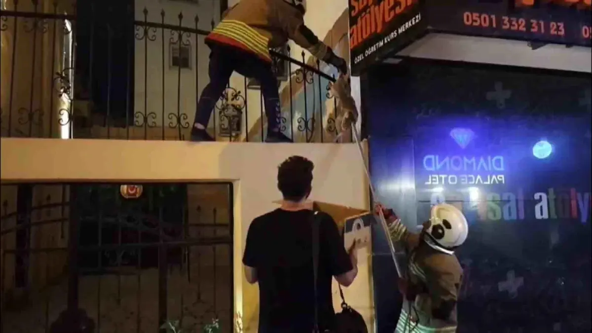 İskenderun'da Mahsur Kalan Kedi İtfaiye Ekipleri Tarafından Kurtarıldı