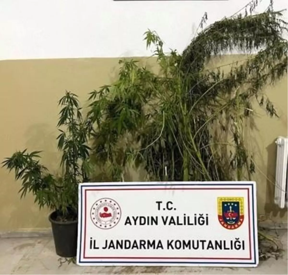 Aydın'da Jandarma Kenevir Ekimi İle Mücadele Etti