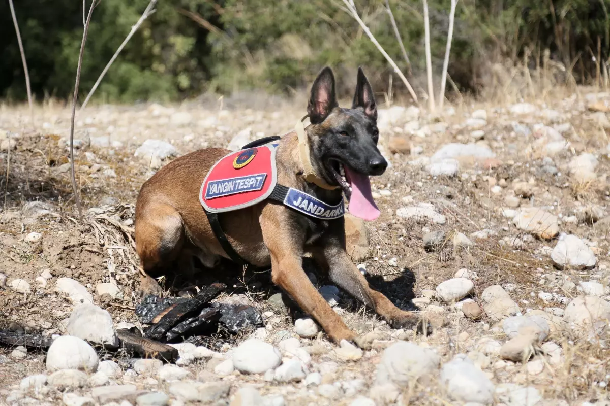 Antalya'da Yangın Tespit Köpeği 'Hane' Orman Yangınlarına Karşı Görevde
