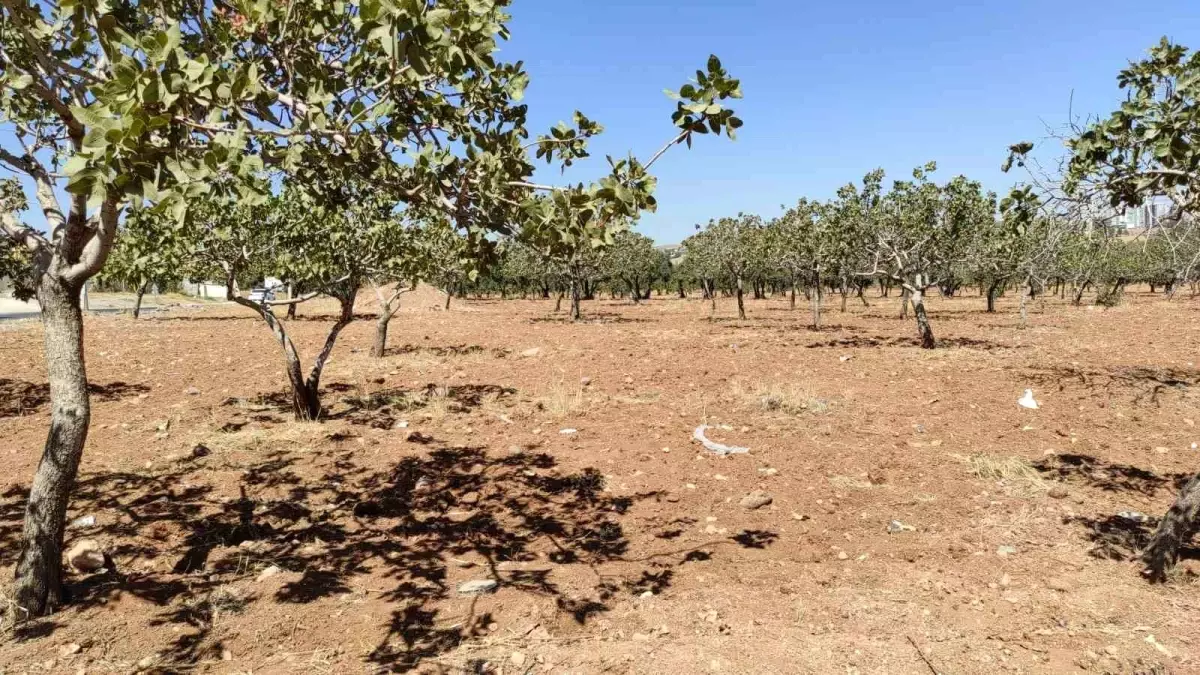 Şanlıurfa'da 3 Günlük Kayıp Yaşlı Kadın Fıstık Bahçesinde Bulundu