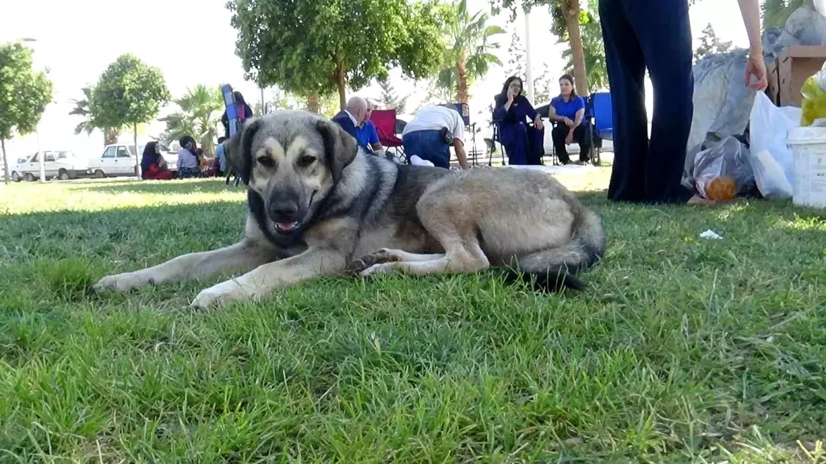 Şanlıurfa'da Başıboş Köpekler Hastane ve Üniversiteyi Tedirgin Ediyor