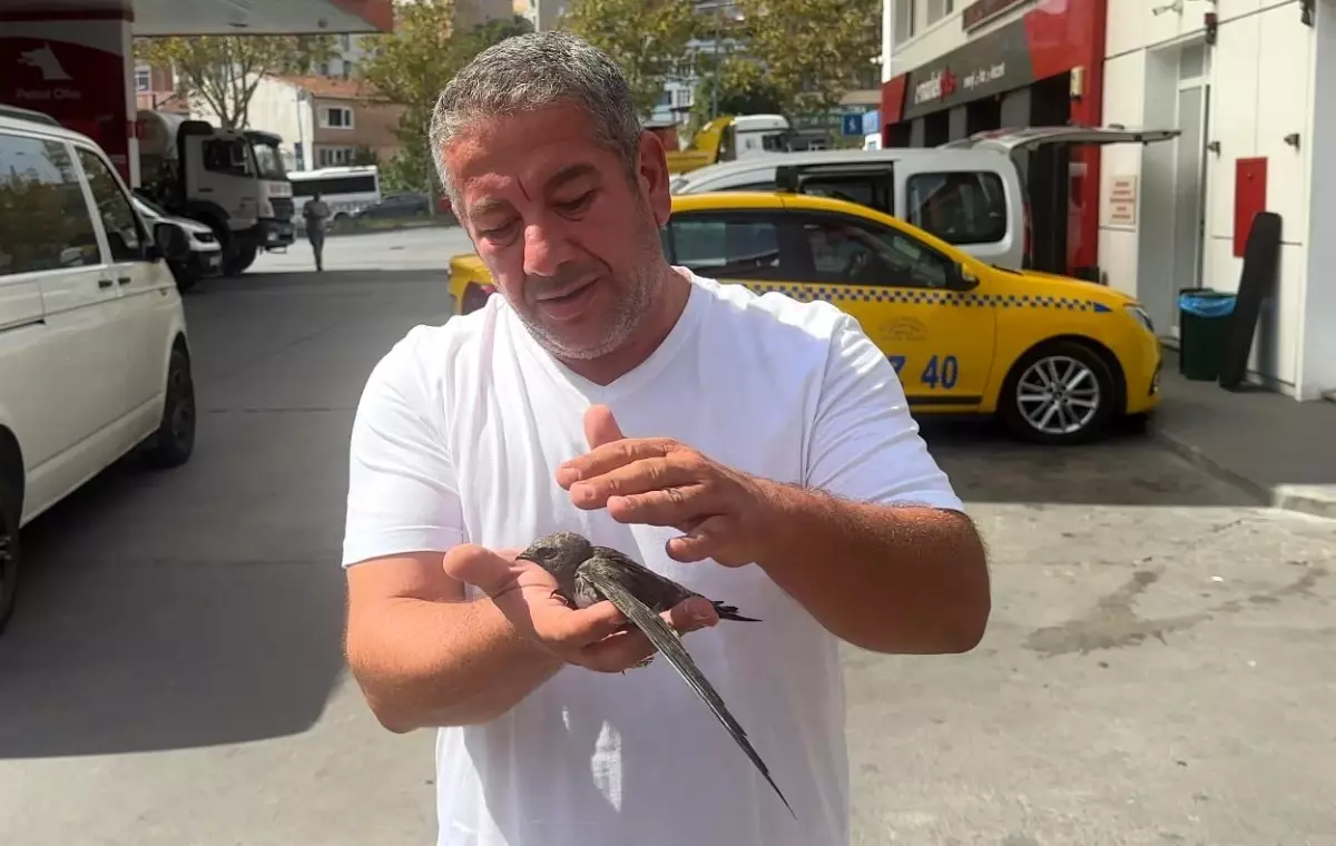 Taksici, Bitkin Ebabil Kuşunu Kurtardı