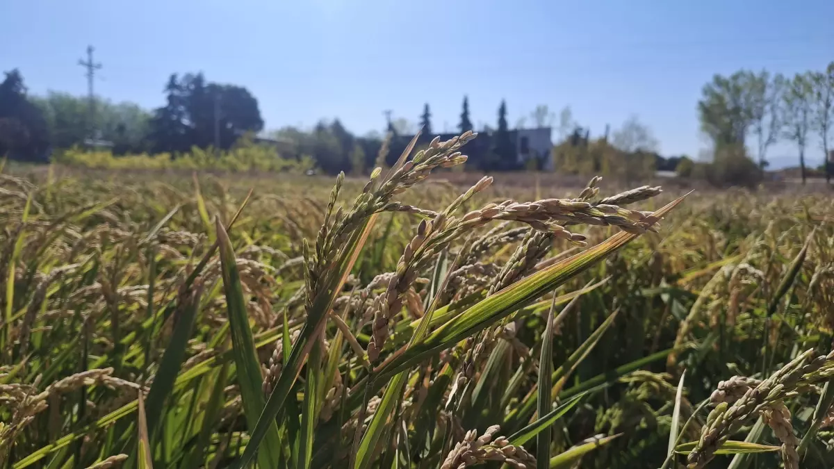 Bursa'da, su tasarruflu çeltik üretimi