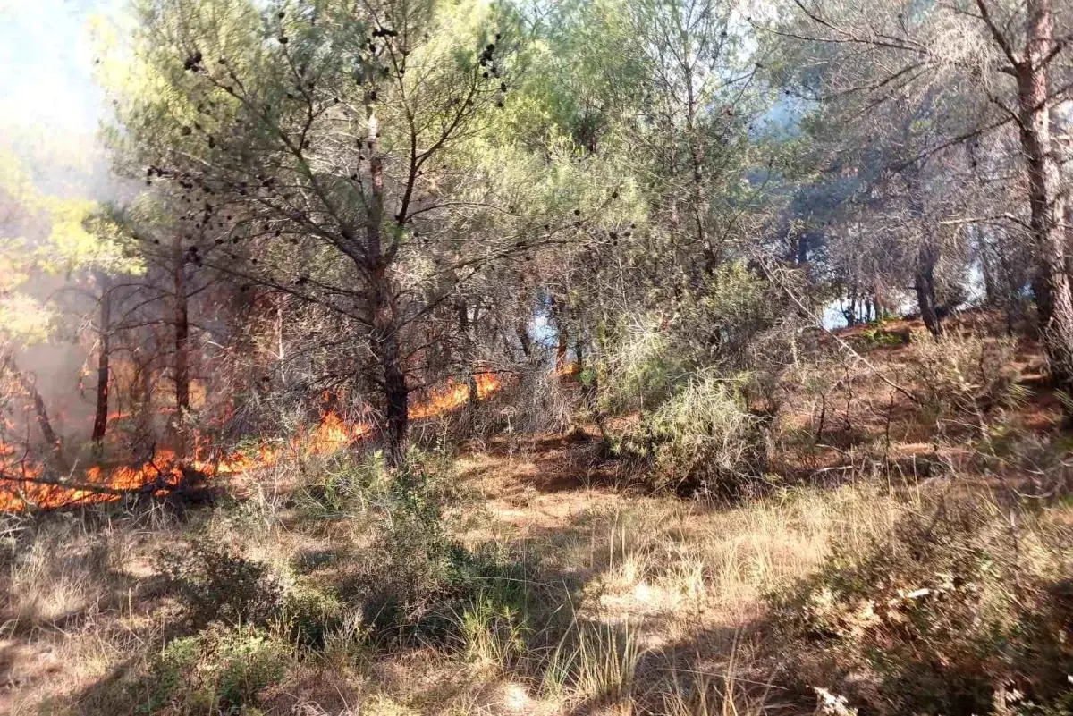 Çanakkale'de Orman Yangını Kontrol Altına Alındı
