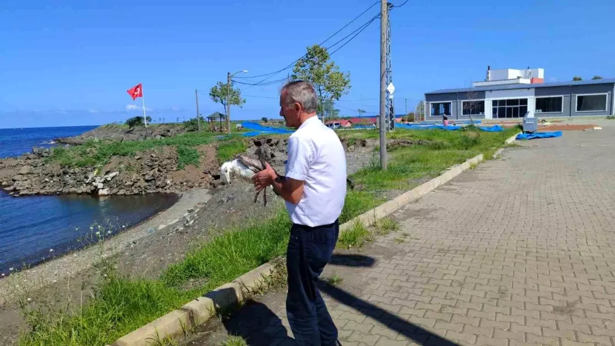 Misinaya Dolanan Martı, Duyarlı Vatandaş Sayesinde Kurtarıldı