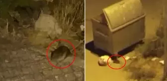 Şehri fareler bastı! Vatandaşlar diken üstünde