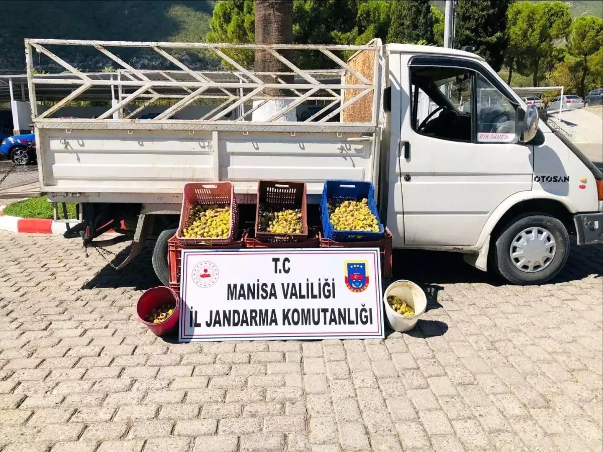 Manisa'da İncir Hırsızlığı: 5 Kişi Suçüstü Yakalandı
