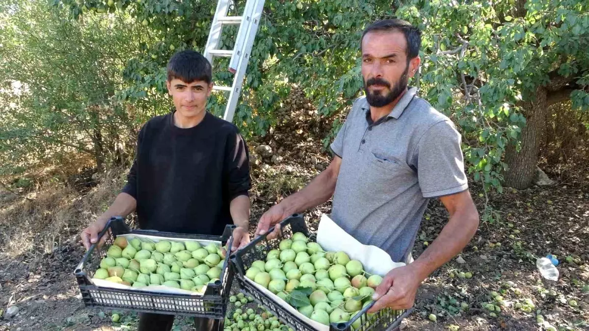 Malatya'da Akçadağ Armudu Hasadı Başladı