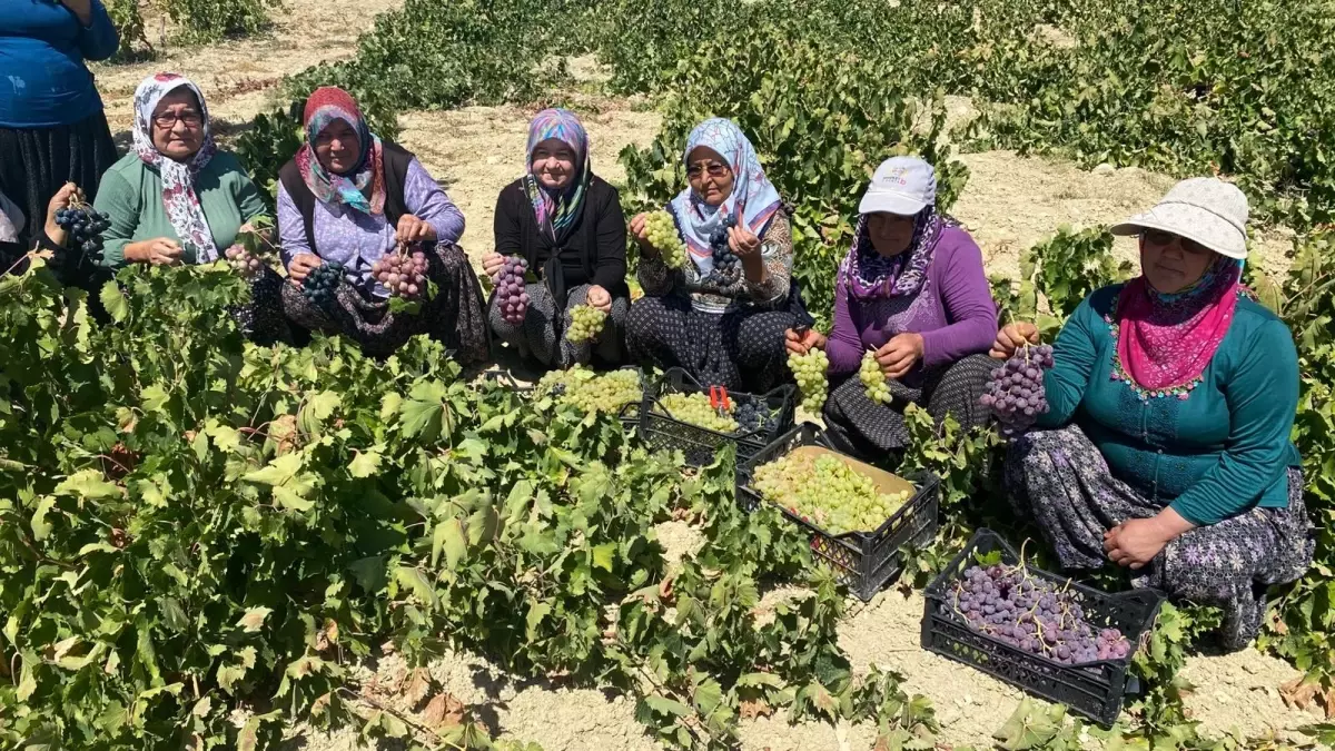 Silifke'de Üzüm Hasadı Başladı