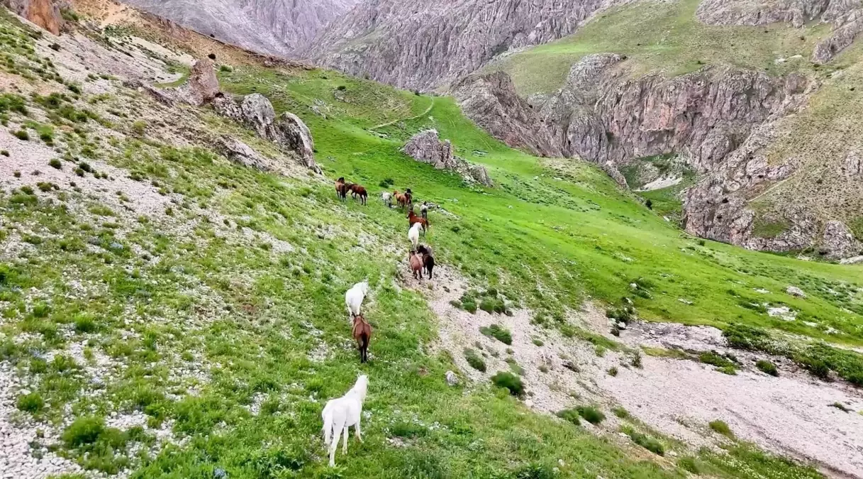 Munzur Dağları'ndaki Yılkı Atları Doğal Yaşam Alanlarında Görüntülendi