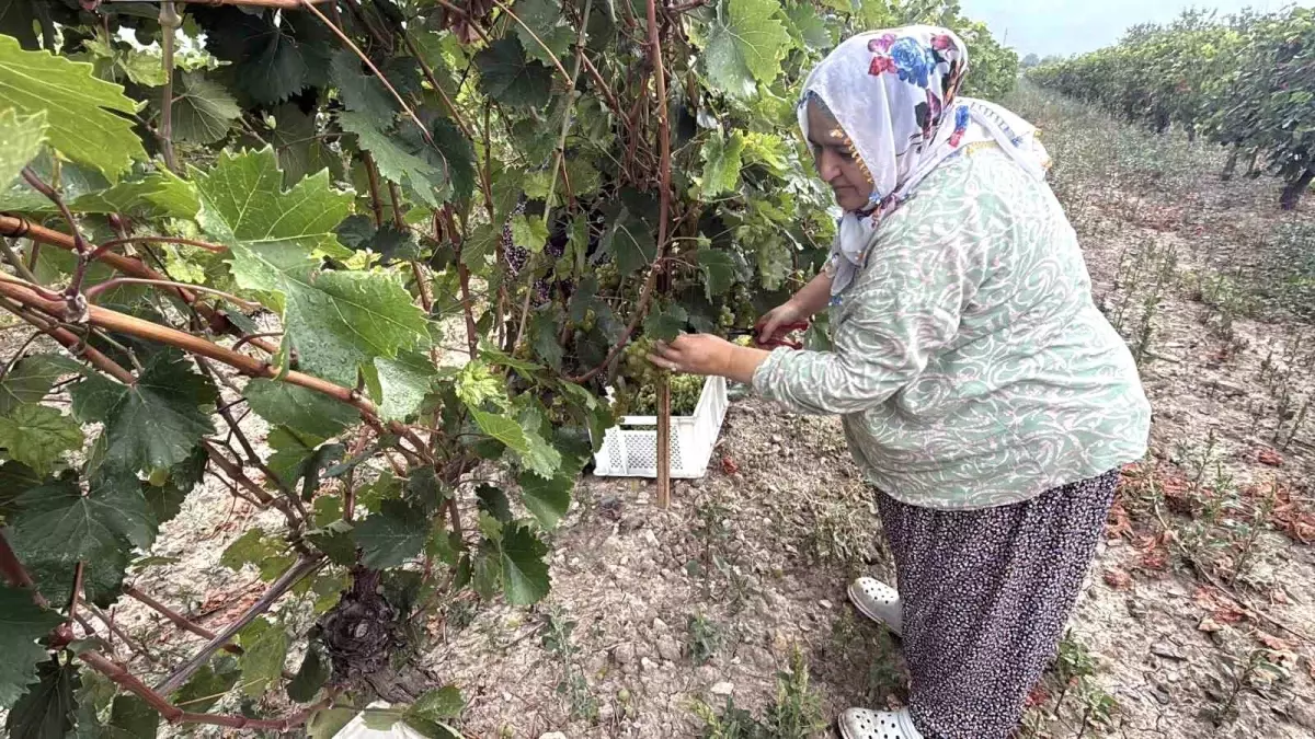 Tokat'ta Narince Üzüm Hasadı Başladı, Rekolte Yüzde 80 Düştü