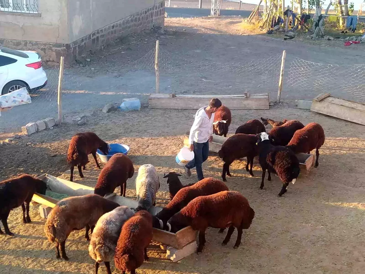 Patnos'ta Besiciler Kış Hazırlığına Başladı
