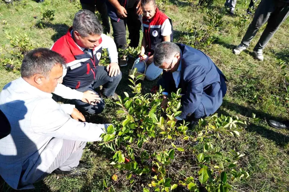 Sinop'ta Aronya Meyvesi Hasadı Yapıldı