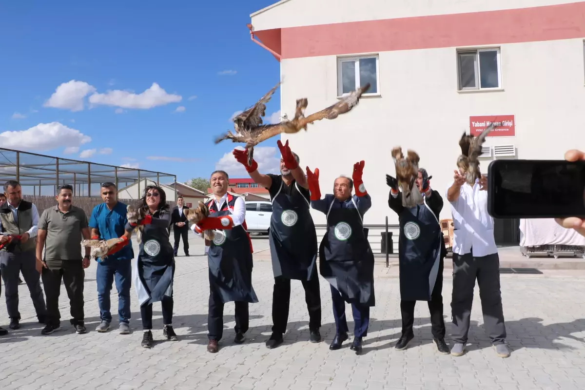 Tedavi Edilen Yırtıcı Kuşlar Doğaya Salındı