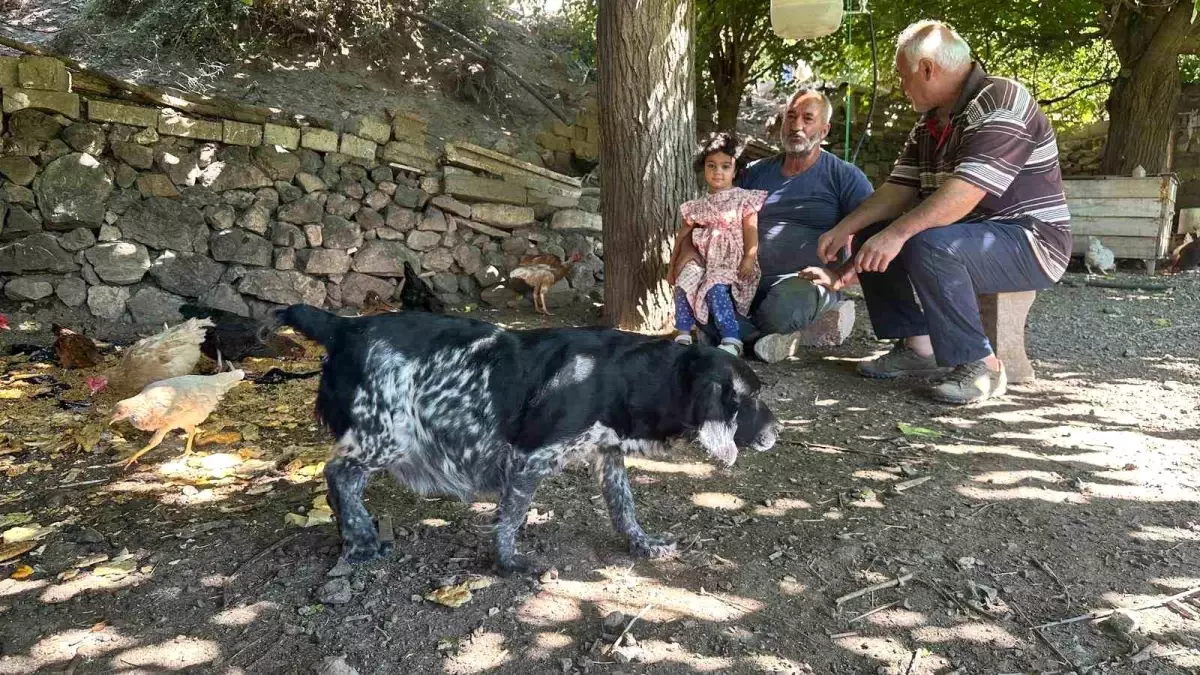 Elazığ'da Tilki Saldırıları, Mahalleliyi Nöbet Tutmaya Zorladı