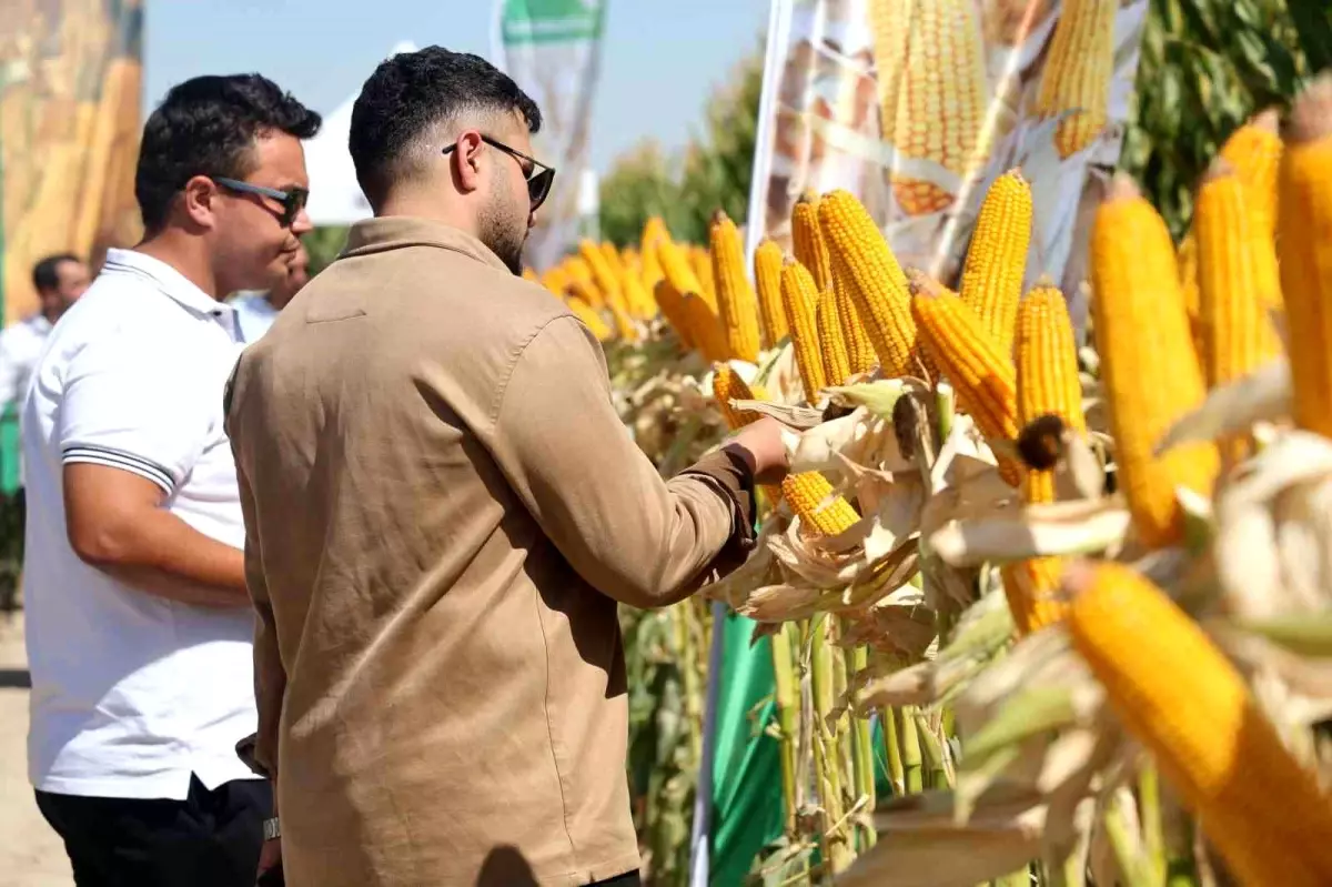 MAY Tohum, Konya'da Yeni Hibrit Mısır Çeşitlerini Tanıttı