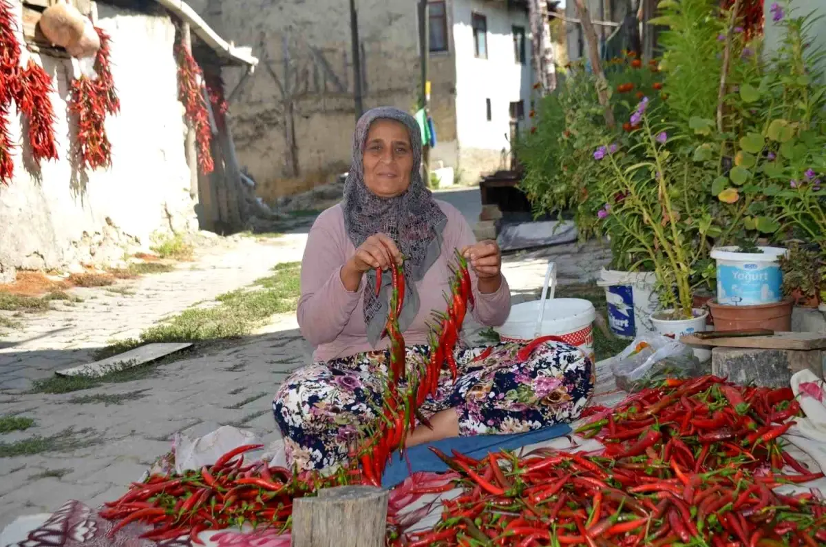 Bilecik'te 160 Yıldır Üretilen Kırmızı Biberin Hasadı Başladı
