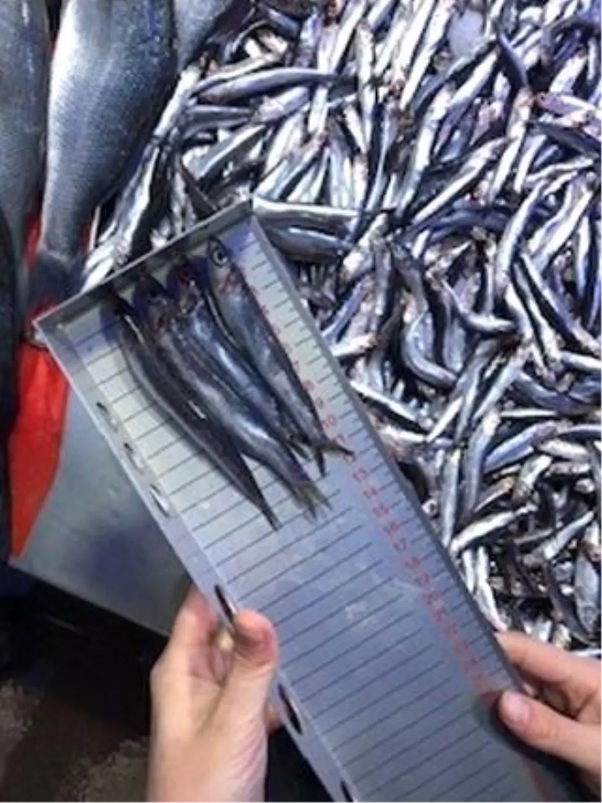 Bilecik'te Balık Satış Yerlerine Denetim Yapıldı