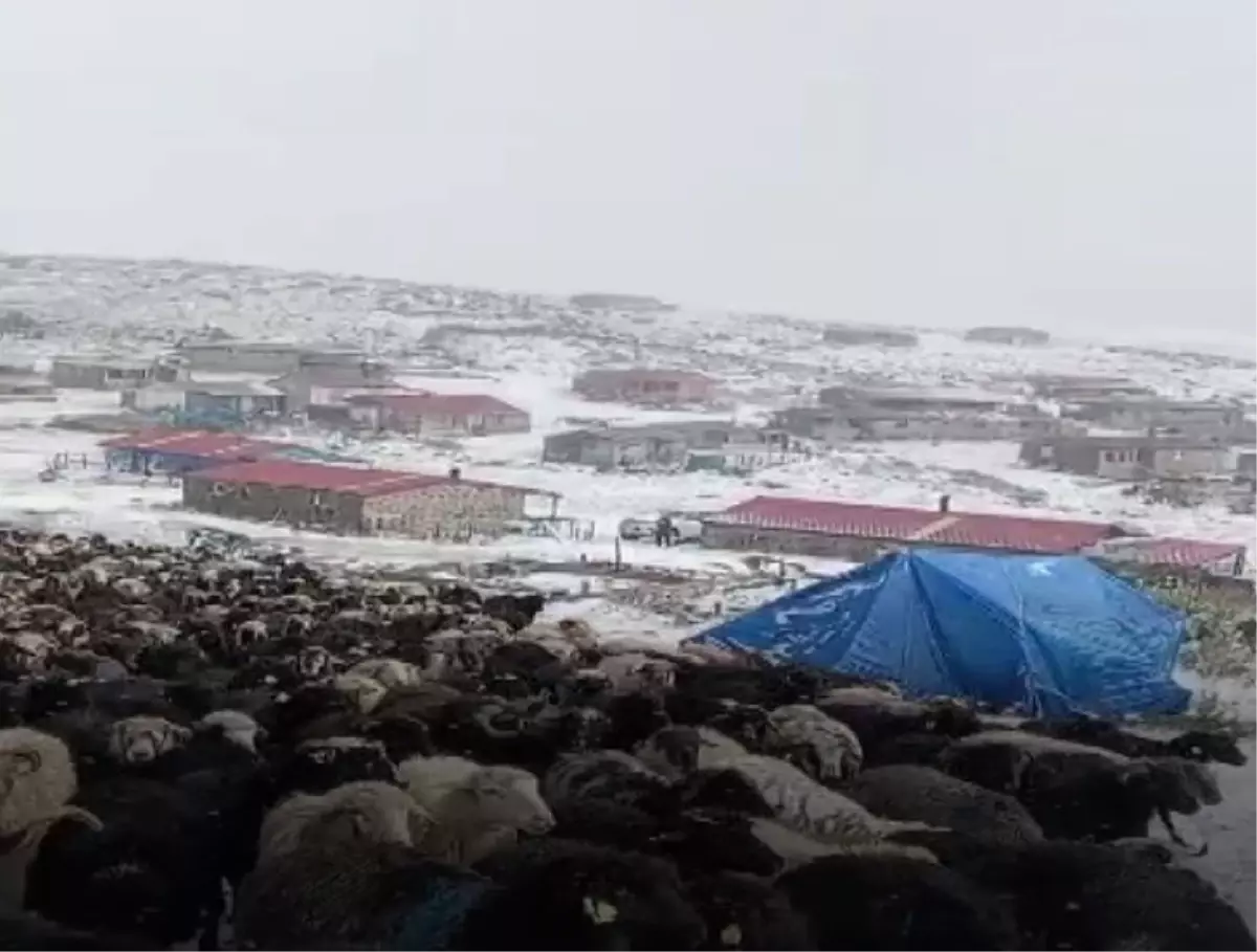 Erzurum'un Nügürcük Köyü Yaylası Karla Kaplandı