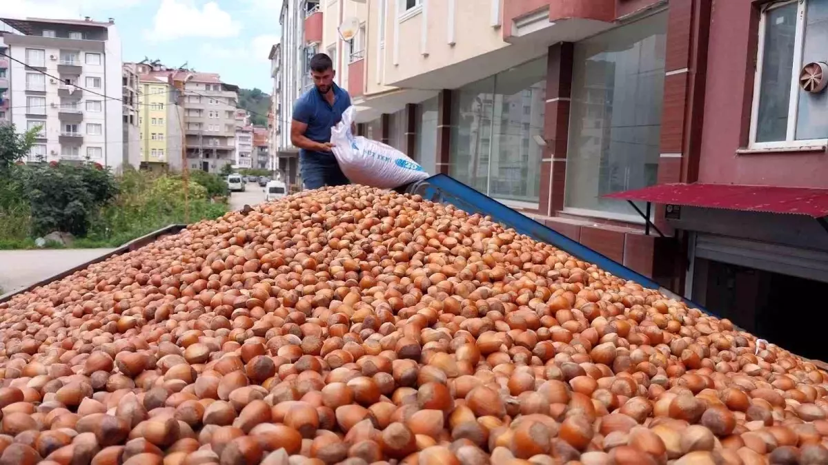 Türkiye Fındık İhracatında Rekor Gelir Elde Etti