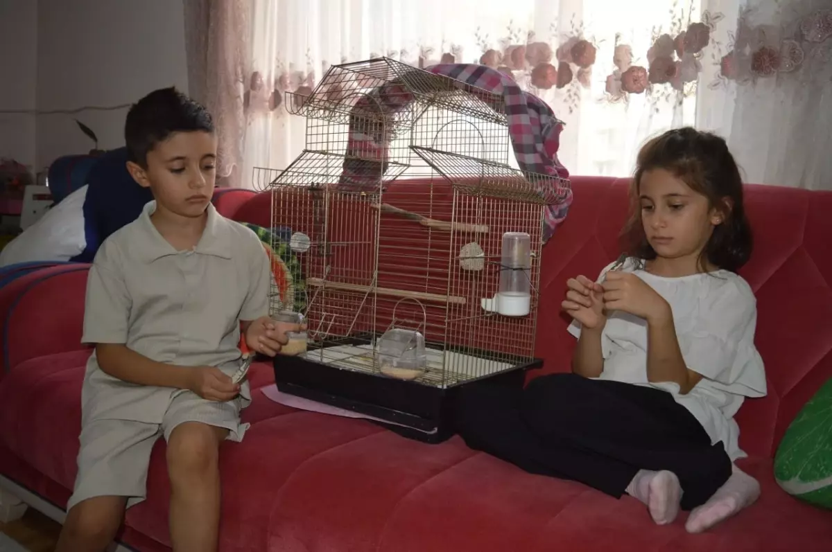 Kayıp Sultan Papağanı için Kardeşlerden Çağrı