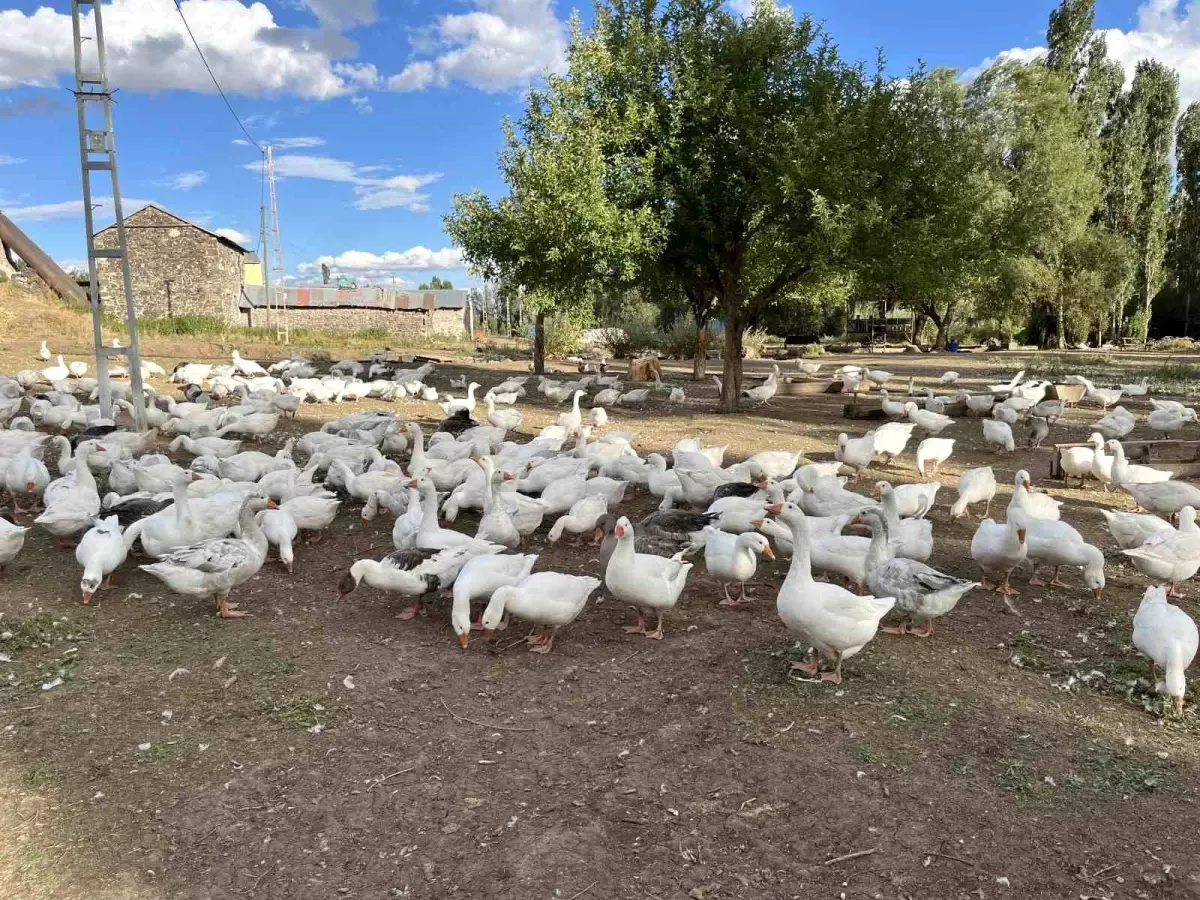 Kars'ta Kaz Eti Hazırlıkları Başladı