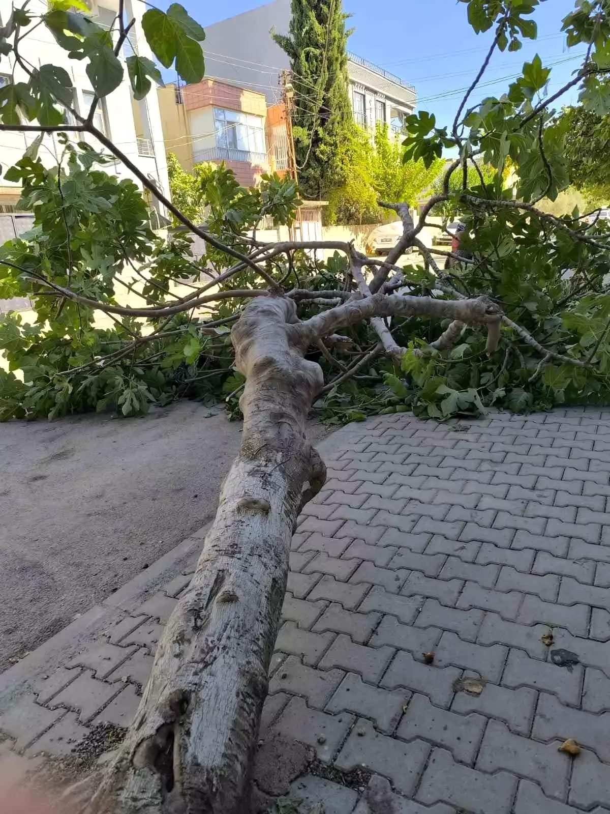 Adıyaman'da Şiddetli Rüzgar Bir Ağacı Devrildi
