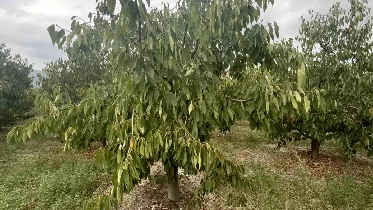 Tokat'ta Don Felaketi Kiraz Üretimini Vurdu