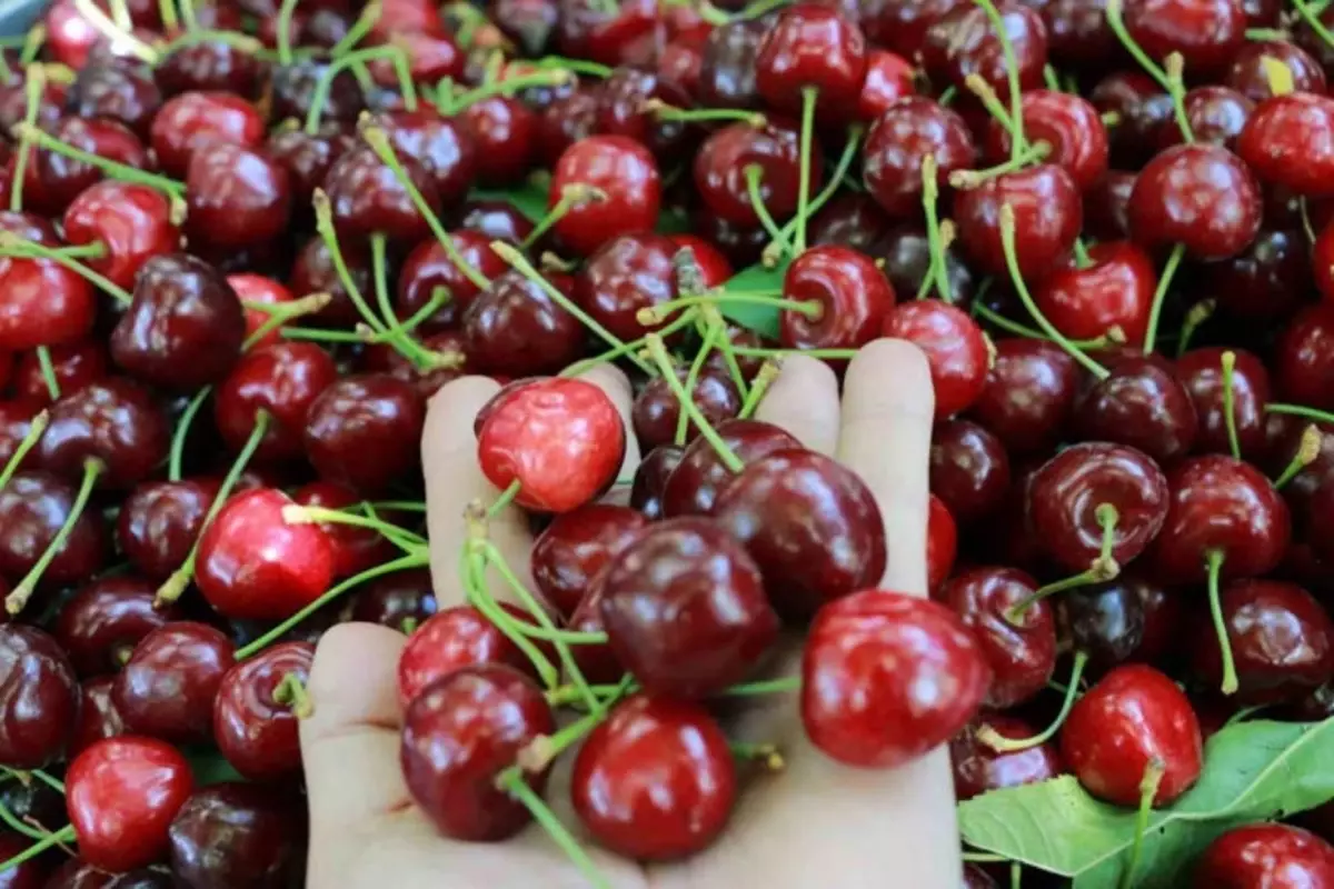 Tokat'ın özel kirazı ürün vermedi, 5 milyon dolarlık kayıp yaşandı: Bir kilo bile ürün alamadık