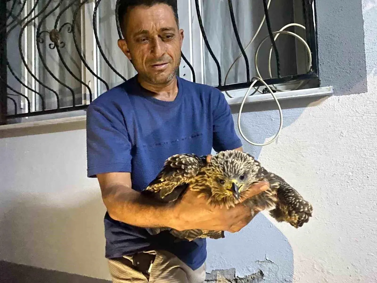 Ali Kötüğ'ün Şahini Kurtarma Hikayesi