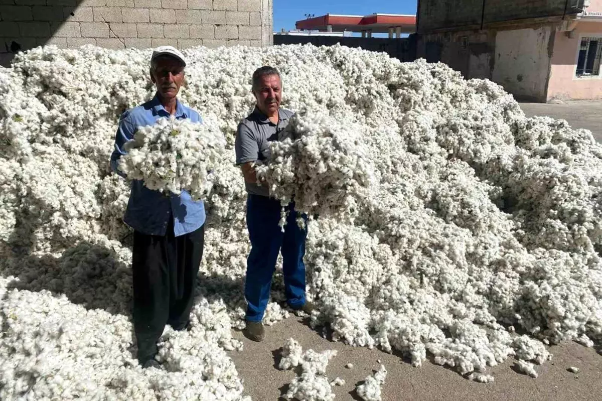 Gaziantep'te Pamuk Hasadı Başladı