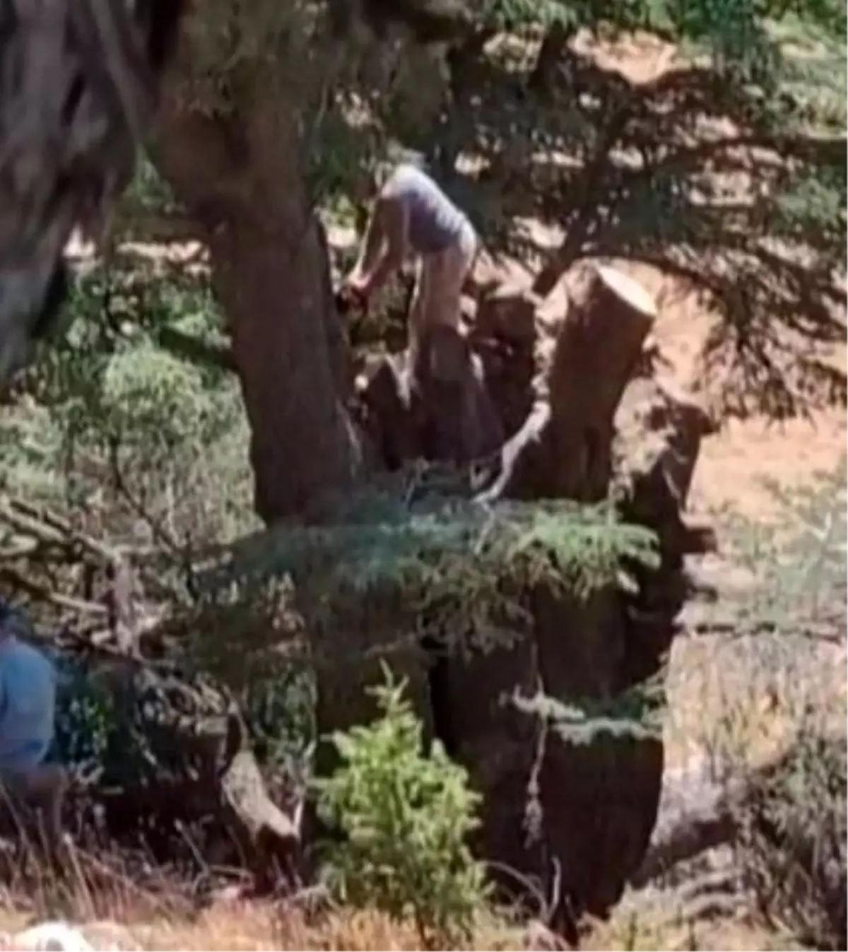 Kahramanmaraş'ta Ağaç Kesimi Yapan İki Kişi Yakalandı
