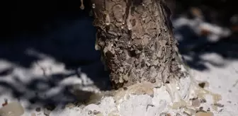 'Altın damlayan ağaç' olarak biliniyor, sahibine servet kazandırıyor