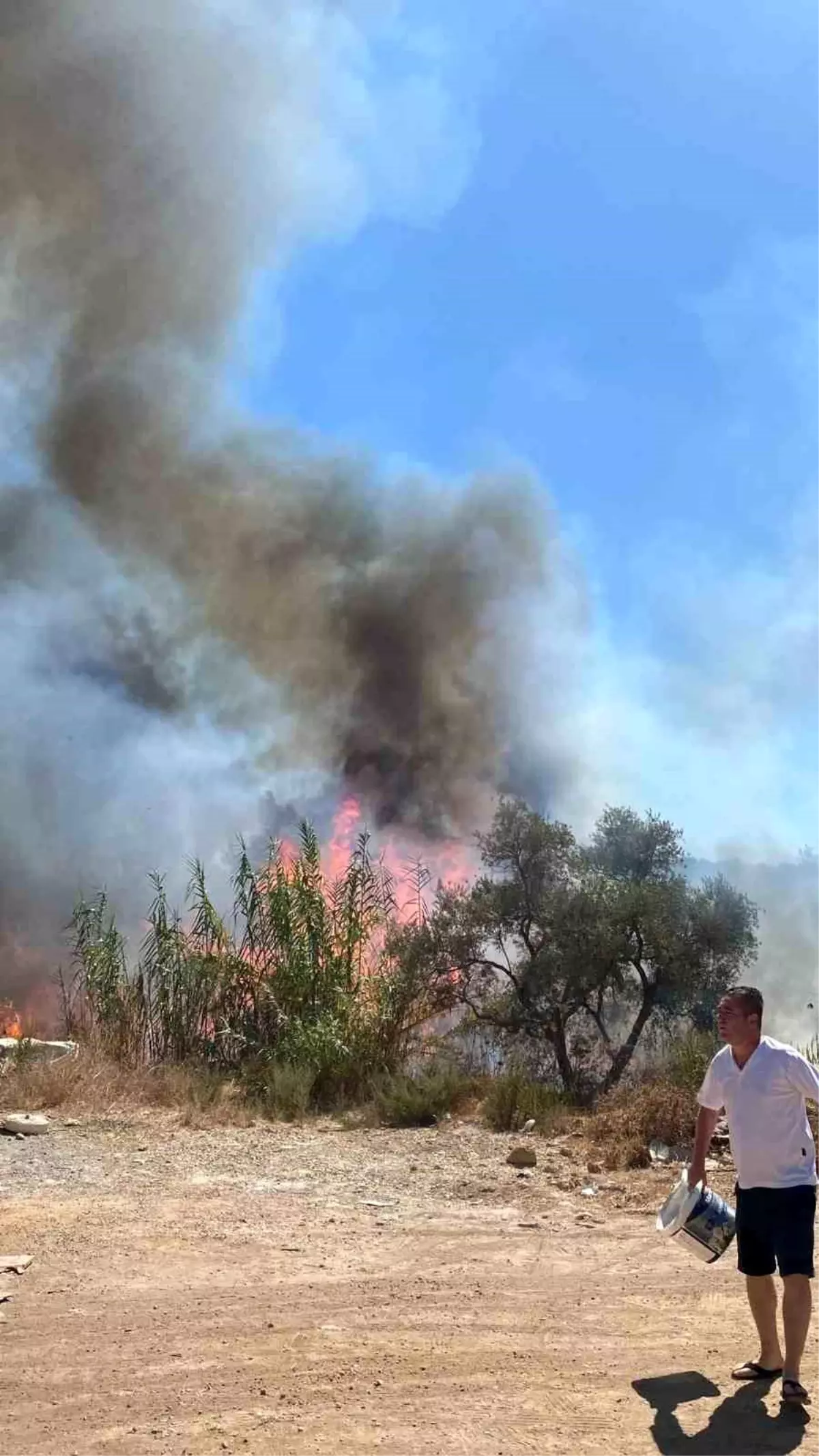 Bodrum'da Sazlık Alanında Yangın, Ekipler Hızla Müdahale Etti