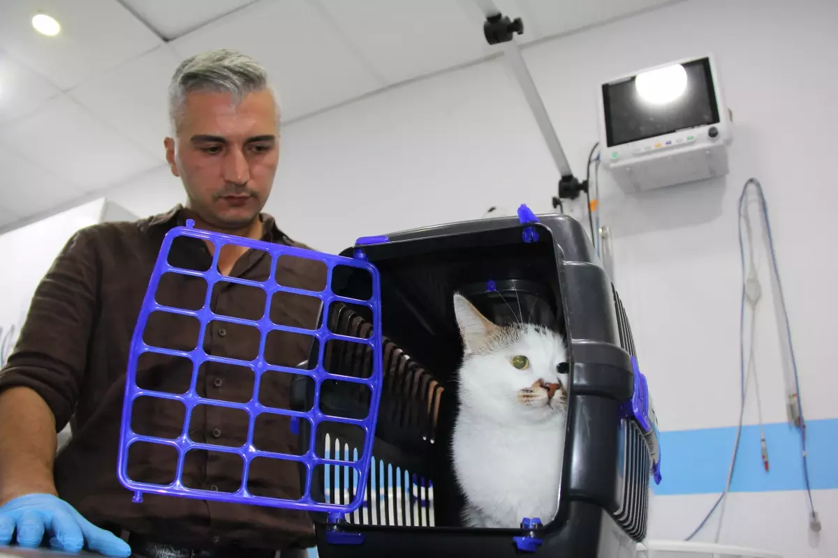 Kedi Depresyonunda Antidepresan Tedavisi