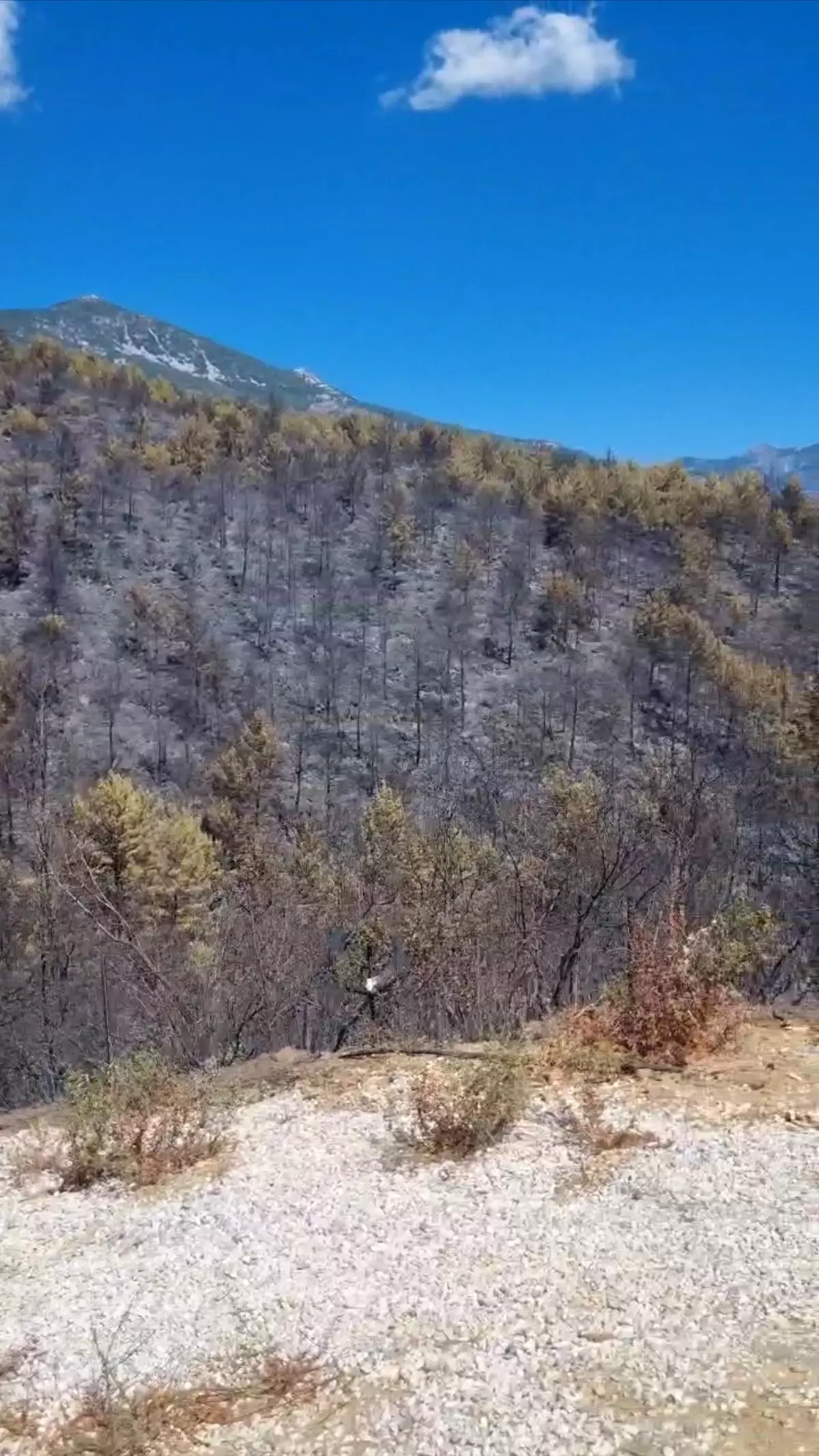 Alanya'da Yangınlar Kontrol Altına Alındı