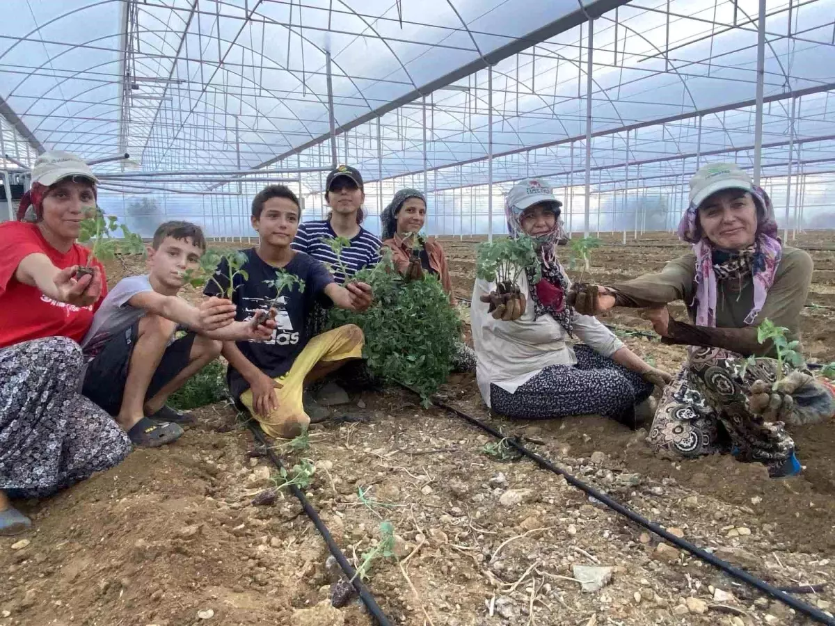 Aksu'da Güzlük Fide Dikimleri Başladı