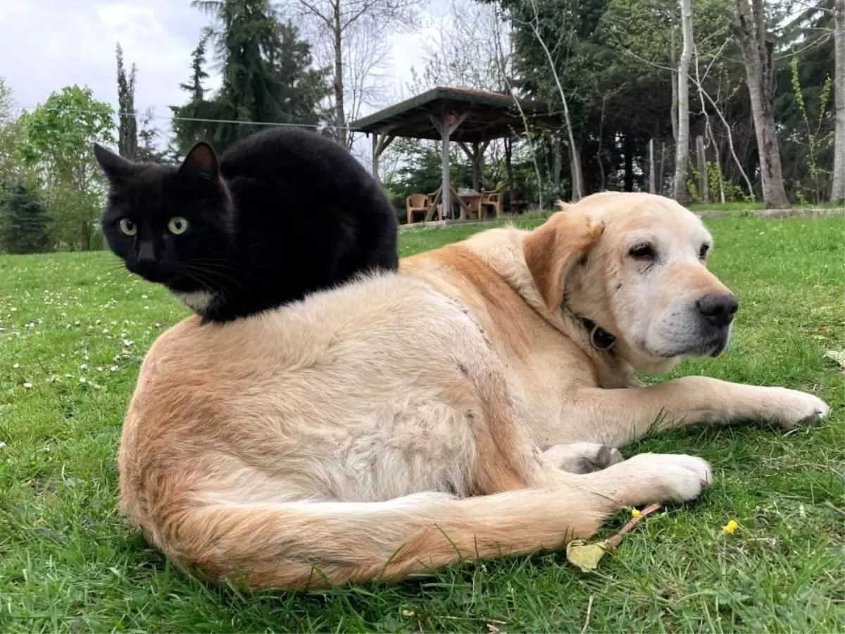 Düzce'de 780,85 Ton Kedi ve Köpek Maması İhracatı Gerçekleşti