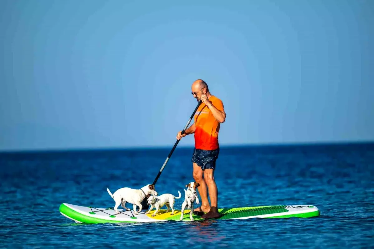 Paddle Board Üzerindeki Köpekler Güneşin İlk Işıklarıyla Deniz Keyfi Yaşadı