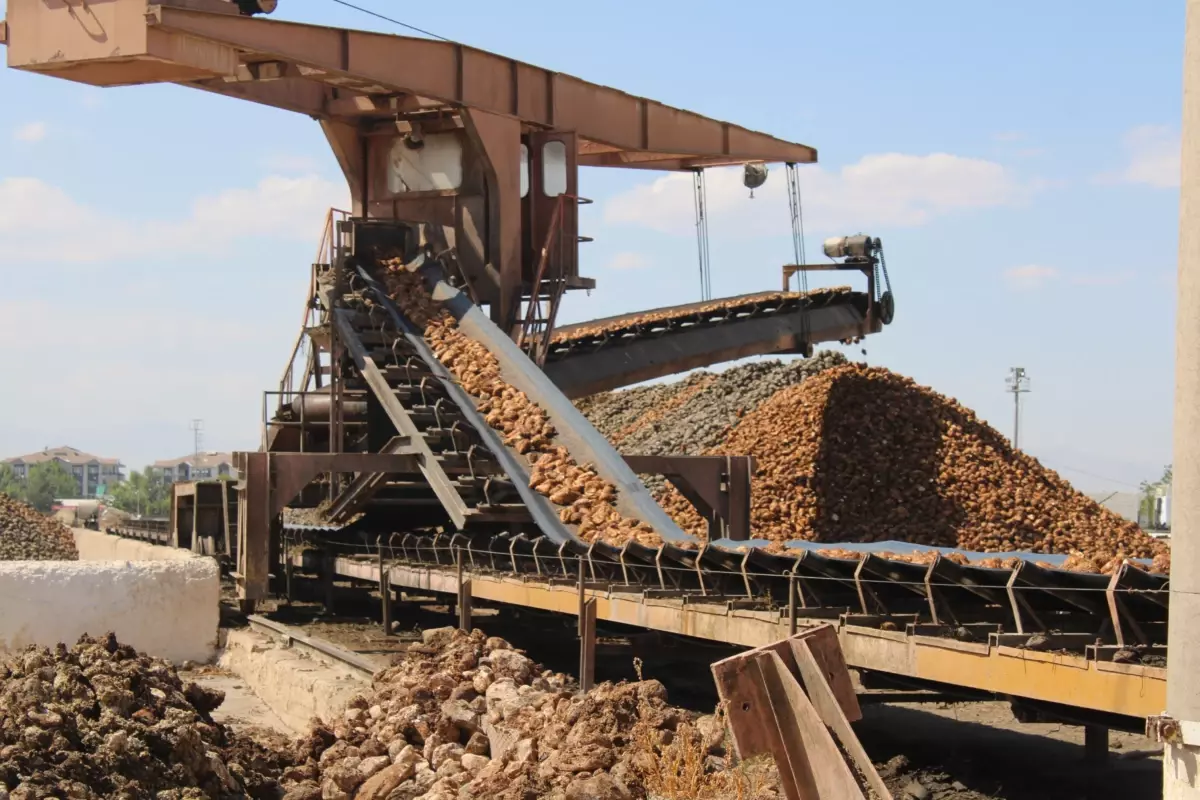 Malatya Şeker Fabrikası'nda 500 Bin Ton Pancar İşlenecek